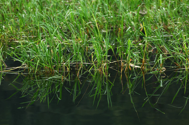 Masking the weeds growing on the surface of the water  - Foto, imagen