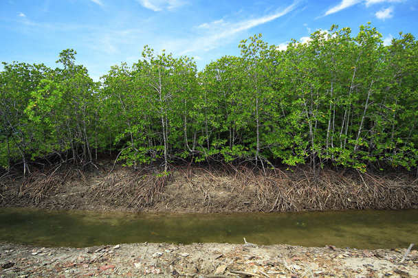 Floresta de mangue em Mu Koh Parque Nacional Chumphon Parques Nacionais Reservas Ilhas, Chumphon
 - Foto, Imagem