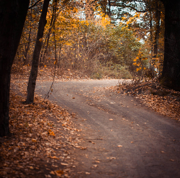 Sonbahar orman yolu. Ağaçlarla, kırsal yollarla dolu renkli bir manzara. - Fotoğraf, Görsel
