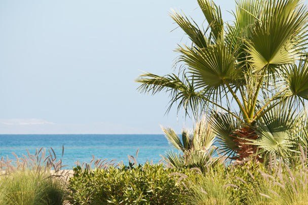 Palm and sea - Фото, изображение