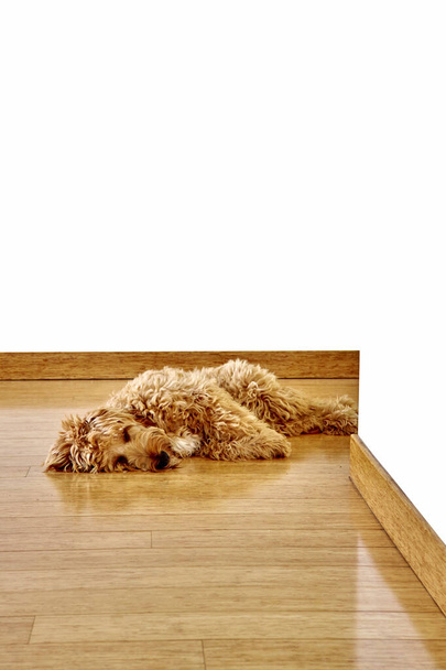 Spoodle Puppy - Fotografie, Obrázek