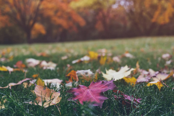 Colorful fallen maple leaves on green grass in beautiful fall park. Trees with bright yellow and orange foliage on background not in focus. - 写真・画像