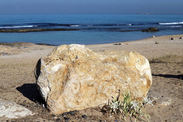 grandes piedras y conchas se encuentran en las orillas del mar Mediterráneo en el norte de Israel
  - Foto, Imagen