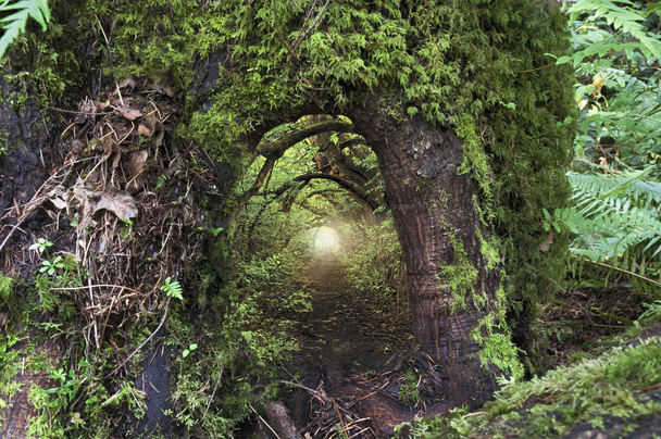 Árvore musgosa antiga com porta aberta e luz de fada
 - Foto, Imagem