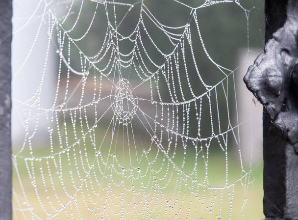 Demir kapıdaki örümcek ağına çiy damlıyor. - Fotoğraf, Görsel