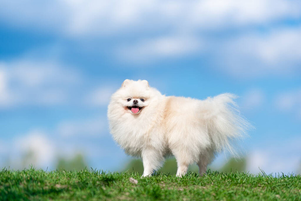 White dog breed Spitz on green grass on blue cloud sky. - Zdjęcie, obraz