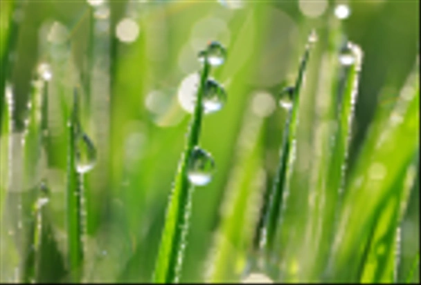Des gouttes transparentes de rosée d'eau sur de l'herbe verte fraîche se rapprochent.
. - Photo, image