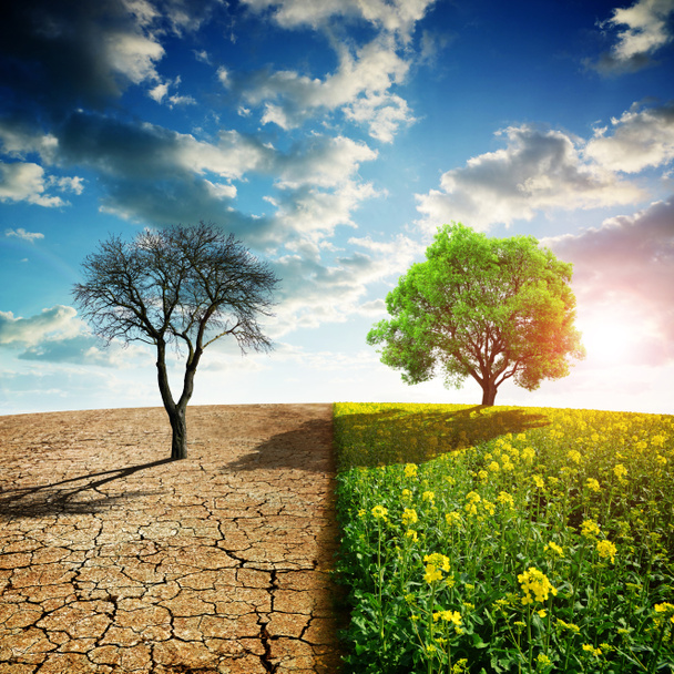 Pays sec avec sol fissuré et champ de colza avec arbre vert. Concept de changement climatique ou réchauffement climatique
. - Photo, image
