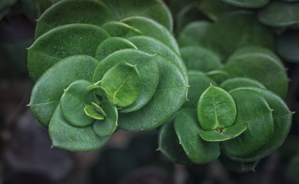 Leafly carissa macrocarpa planta de sala
  - Foto, Imagem