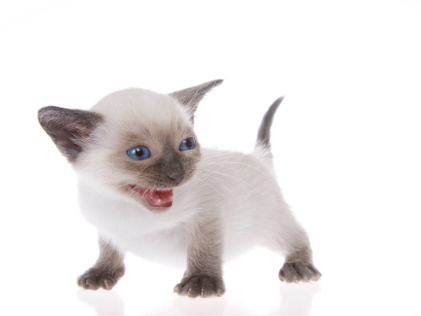 Jonge siamese kitten met munchkin karakteristieken, kleiner dan gemiddeld, geïsoleerd op een witte achtergrond. Staande, met blauwe ogen kijkend naar de kijkers rechts, mond open miauwend, pratend. Staart omhoog.. - Foto, afbeelding