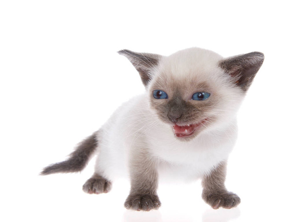 junges siamesisches Kätzchen mit Munchkin-Merkmalen, kleiner als der Durchschnitt, isoliert auf weißem Hintergrund. stehend, mit blauen Augen, die zu den Betrachtern nach links schauen, mit offenem Mund miauen, reden. Schwanz ab. - Foto, Bild