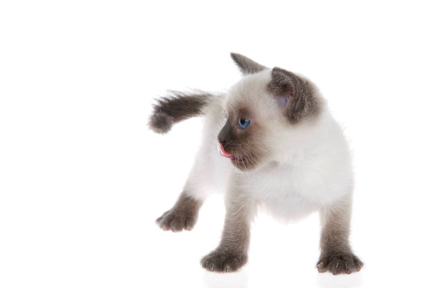 Jonge siamese kitten met munchkin karakteristieken, kleiner dan gemiddeld, geïsoleerd op een witte achtergrond. Kijken naar links kijkers, tong likken neus. - Foto, afbeelding