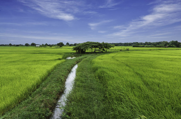 Rice cultivation in thailand. - Photo, Image