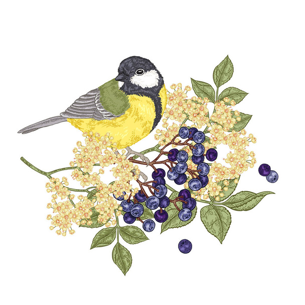Beautiful bird sitting on branch of elder. Titmouse and elderflowers hand drawn. Vector illustration botanical. Colorful engraving style. - Vector, afbeelding