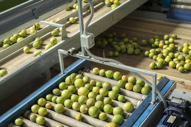 lemons on conveyor belt - Photo, Image