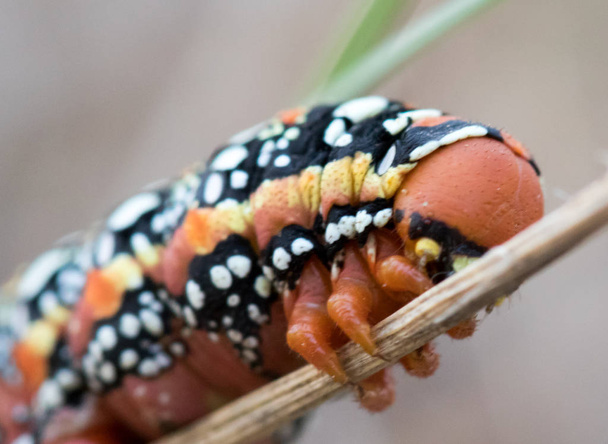 червь на ветке в своей среде обитания с макросом
 - Фото, изображение
