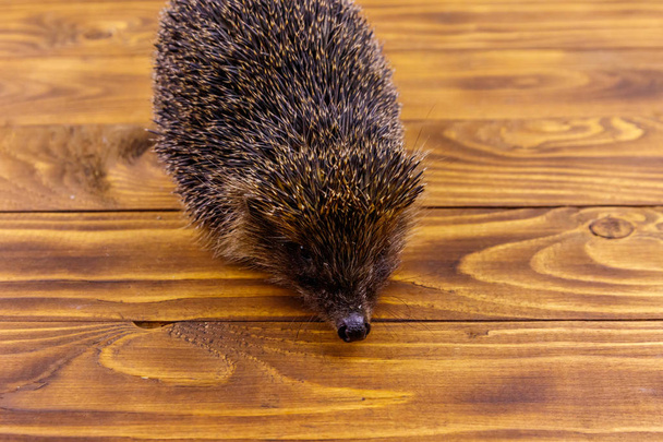 Little hedgehog on wooden floor - Photo, Image