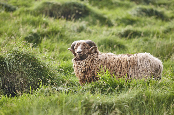 Owce pasące się na wyspach Owczych. Zwierzęta gospodarskie - Zdjęcie, obraz