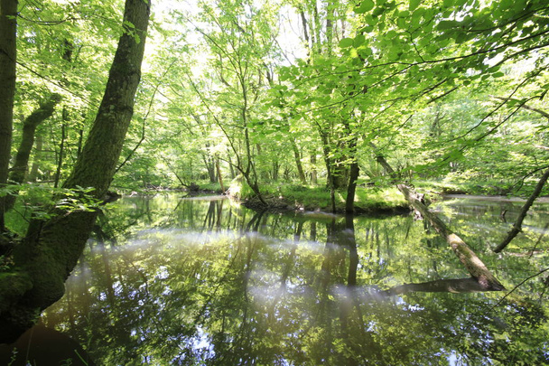 Floresta de planície de inundação de Acarlar. Localizado na província de Sakarya, noroeste da Turquia
. - Foto, Imagem