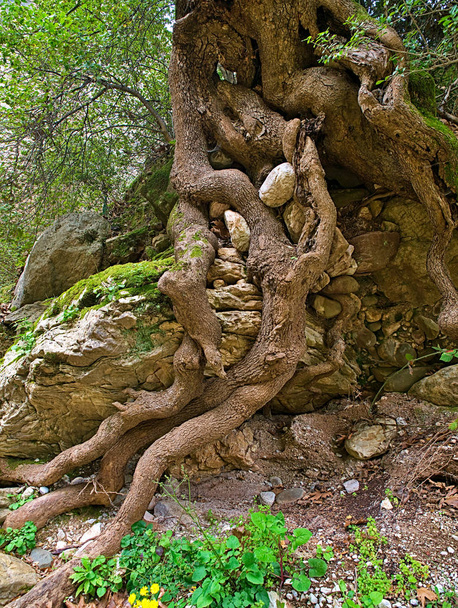 Дерево ствол и большие запутанные корни над землей и вокруг скал
. - Фото, изображение