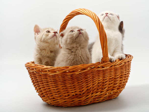 little british kittens in a basket on a white background - Foto, afbeelding