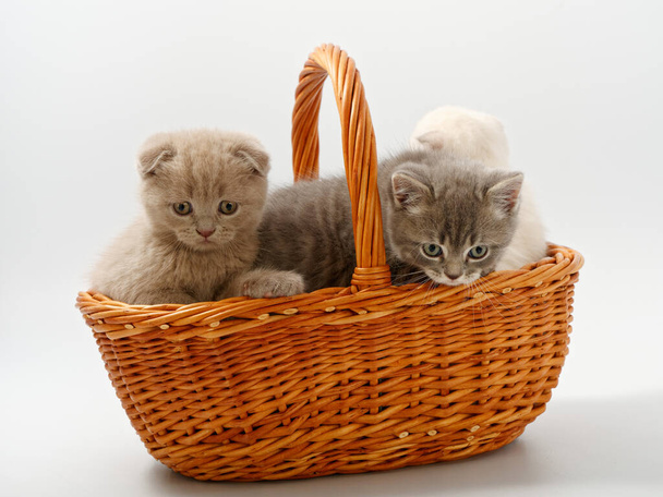 little british kittens in a basket on a white background - Fotó, kép
