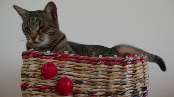 Tabby cat lies in a wicker basket of paper wagging its tail. - Footage, Video
