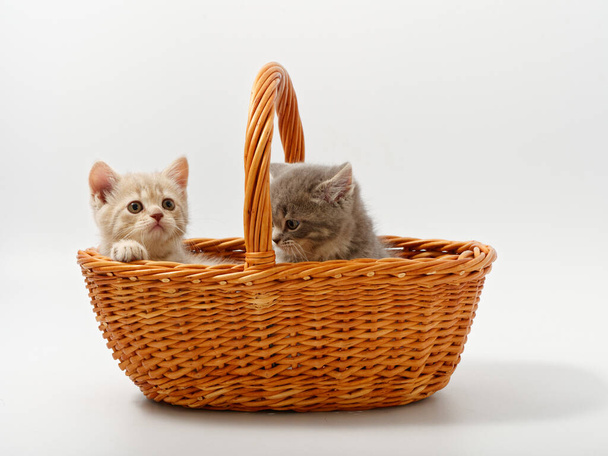 little british kittens in a basket on a white background - Fotoğraf, Görsel