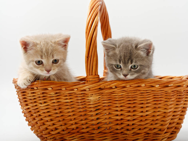 pequenos gatinhos britânicos em uma cesta em um fundo branco
 - Foto, Imagem