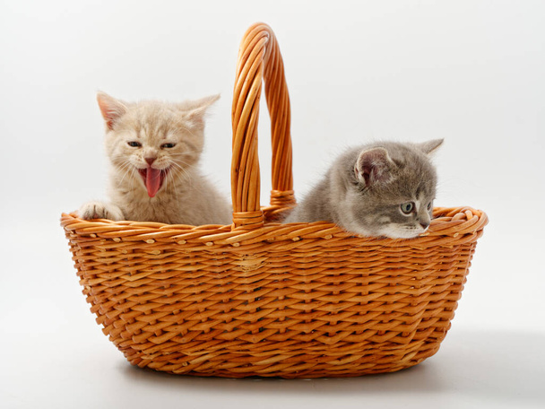 little british kittens in a basket on a white background - Foto, Imagem