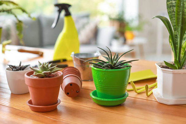 Plantas de casa em vasos na mesa em casa
 - Foto, Imagem