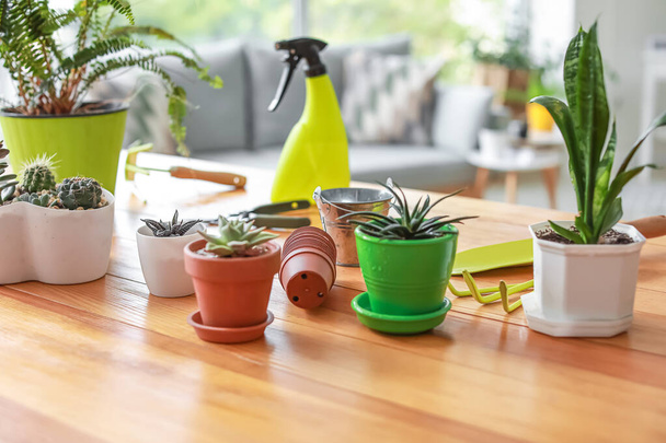 Plantas de casa em vasos na mesa em casa
 - Foto, Imagem