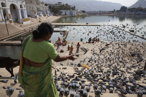 Intialainen nainen syöttää kyyhkysiä pyhälle järvelle.
 - Valokuva, kuva