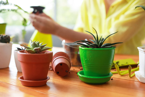 Houseplants in pots on table at home - Photo, Image