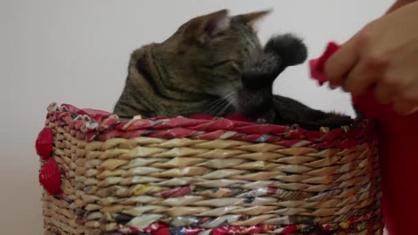 A woman's hands cover a sleepy cat with a red blanket. - Footage, Video
