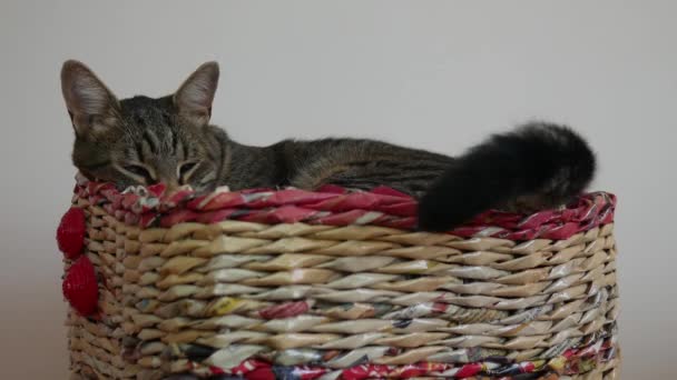 Slaperig tabby kat in een mand is in slaap vallen en kwispelend zijn staart. - Video