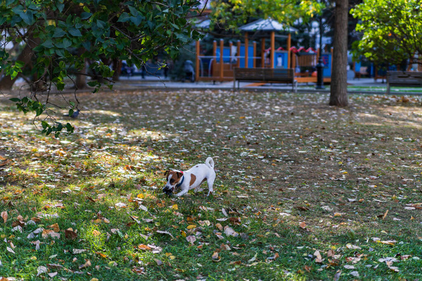 ジャック・ラッセル・テリアの子犬が秋の公園を歩く - 写真・画像