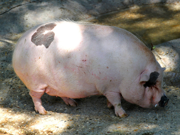 Рожевий свинячий жир відпочиває зі своїм величезним шліфувальним колесом всередині свині
 - Фото, зображення