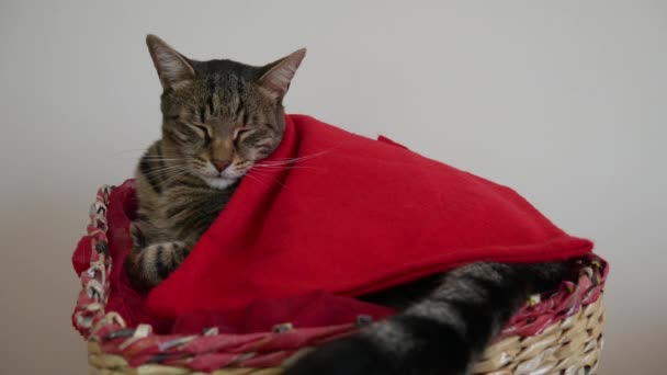 Tom kot w koszu pokrytym czerwonym kocem marzy i macha ogonem. - Materiał filmowy, wideo