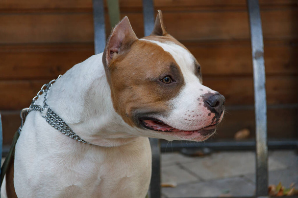 American Staffordshire terrier - Photo, Image