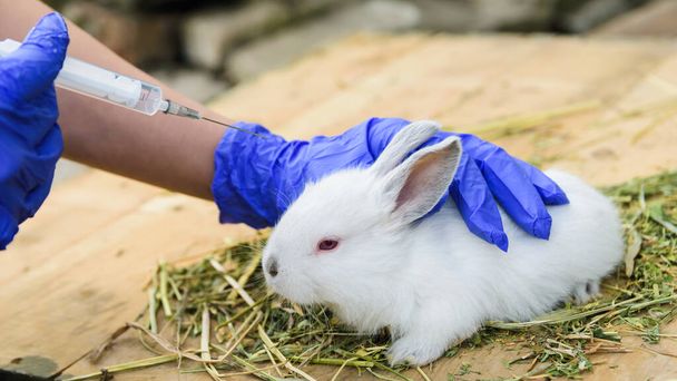 hombre en guantes médicos vacuna a un conejito blanco
 - Foto, Imagen