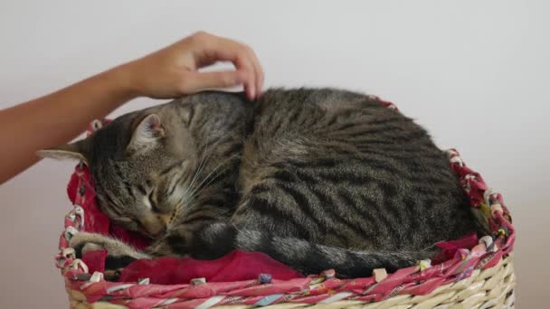 A woman's hand caresses sleepy tabby cat in a basket. The cat licks the owner's hand. Hands covers a sleepy cat. - Footage, Video