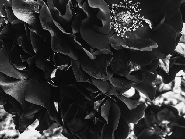 Чорний квітучий сад квітка троянди на заході сонця, квіткова красуня backg
 - Фото, зображення
