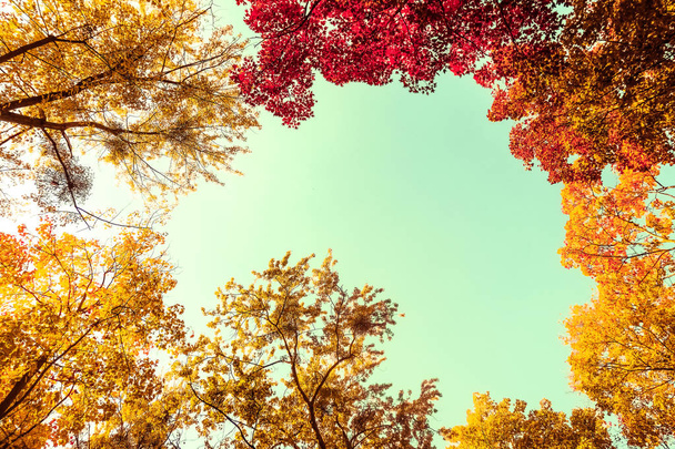 Hermoso paisaje de otoño de fondo, escena de la naturaleza vintage en f
 - Foto, imagen