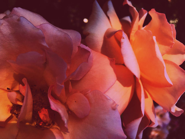 Чудова квітуча квітка троянди на заході сонця, квіткова красуня нарди
 - Фото, зображення