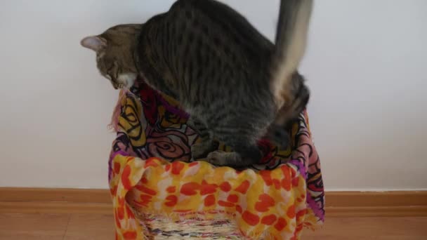 Big striped cat jumps into his basket  - Footage, Video
