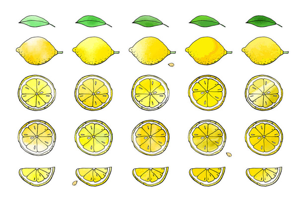 citrom vektor illusztráció, mész rajz - Vektor, kép