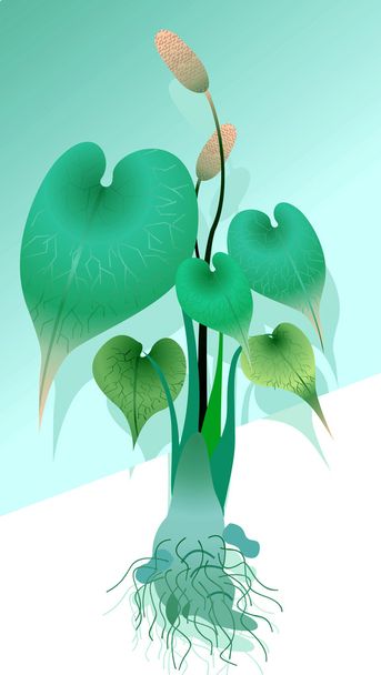 Anthurium plant with root - Вектор, зображення