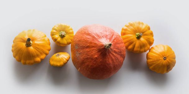 Banner of fresh orange pumpkin and pattypan squash on grey background with copy space. Top view. Flat lay Template for your design. - Foto, Imagen