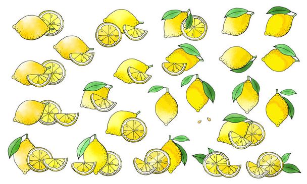 vector illustration of lemons, lime drawing - Vector, Image